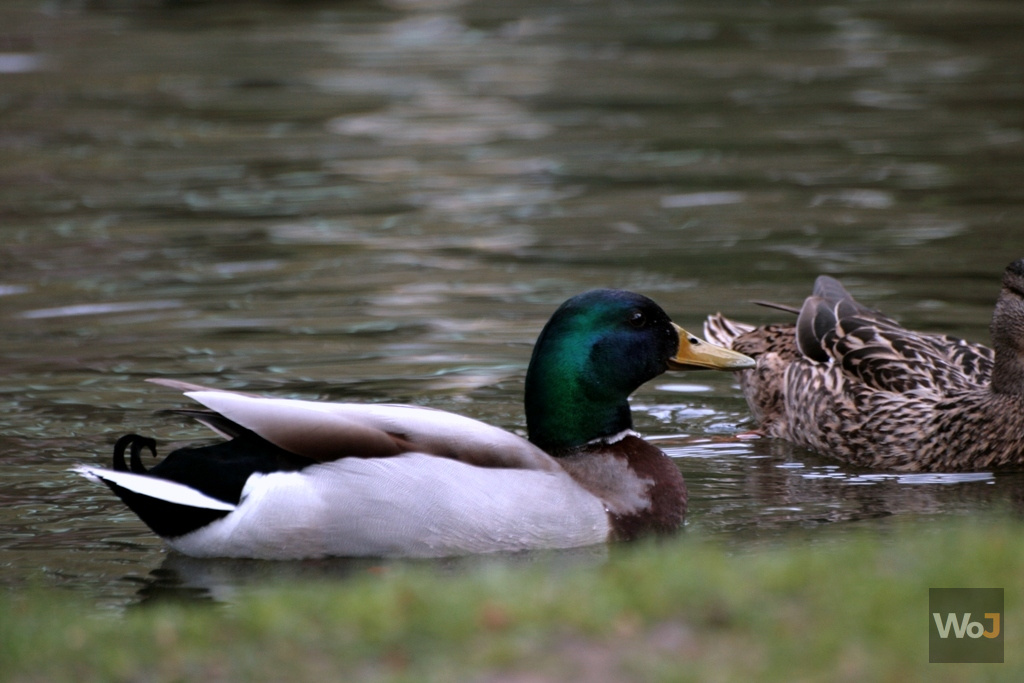 Park of Mouscron II